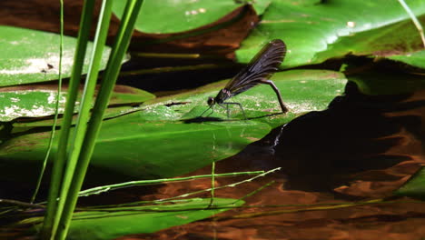 muy hermosa demoiselle hembra abriendo sus alas y poniendo huevos en un agua cristalina del río y vuela seguida por una demoiselle macho