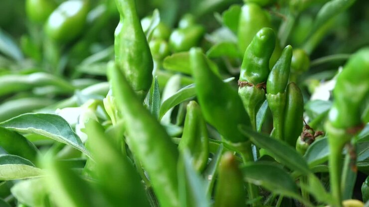 Close up of green chili peppers growing on a plant