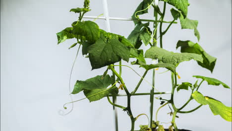 Cucumber-fights-drought,-revives,-then-finally-withers.-4k-timelapse-video