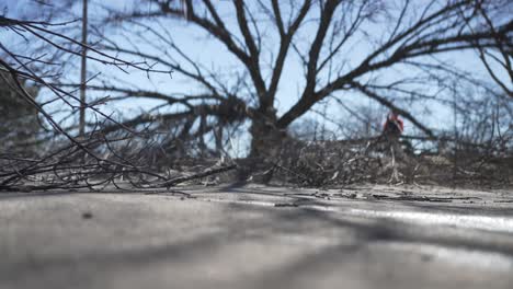 Holzfäller-Fällt-Bei-Einer-Routinemäßigen-Baumbeseitigung-Einen-Baum