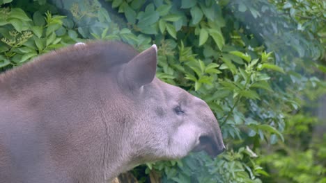 brazilian tapir viewed through zoo fence sniffs and looks around