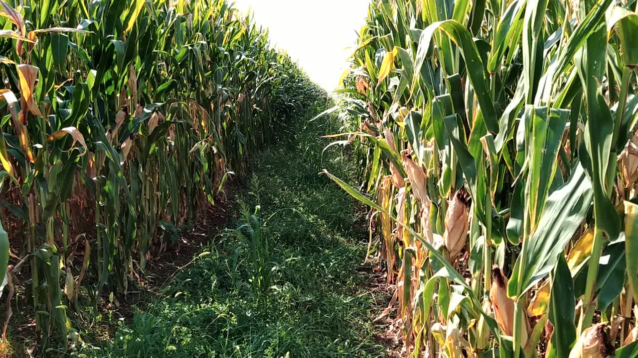 steady footage of a path amidst a corn field in a clear summer day