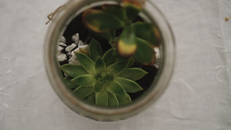 succulent plant in glass jar on lace table