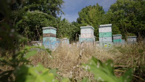 Bee-apiary,-trees,-grass,-summer