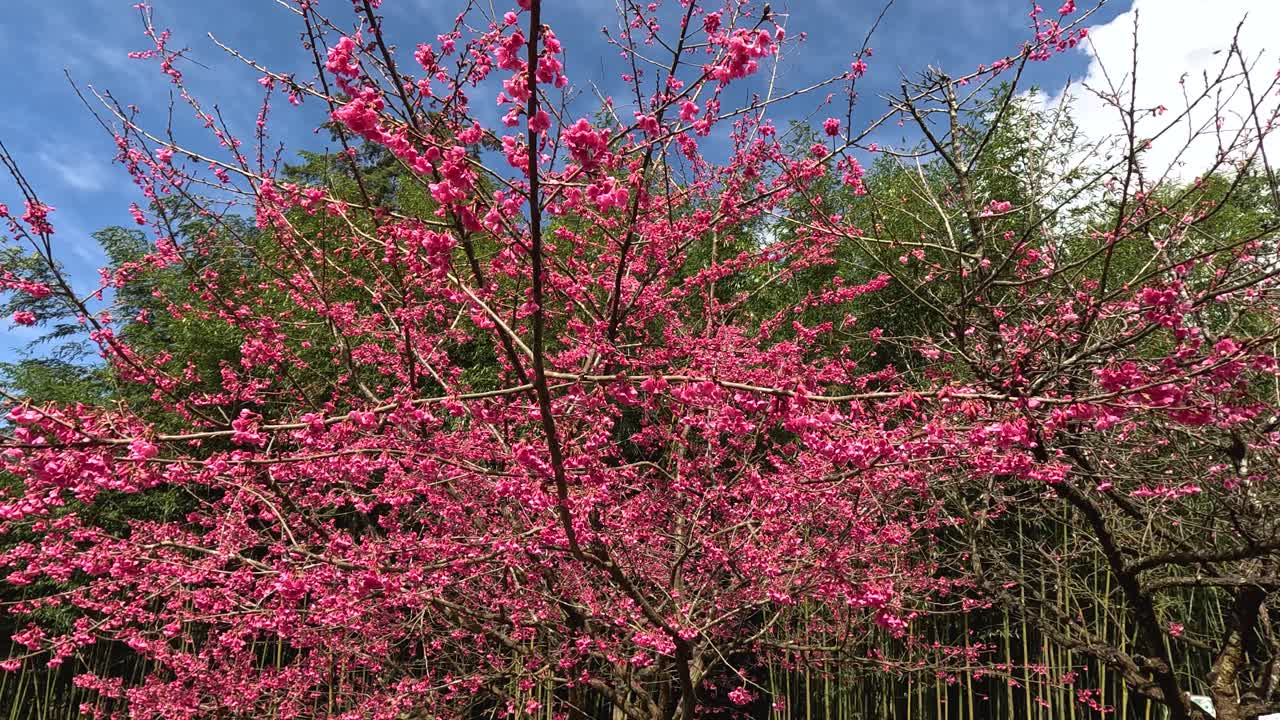 하늘을 배경으로 나무 가지에 분홍색 꽃이 피고 있습니다.