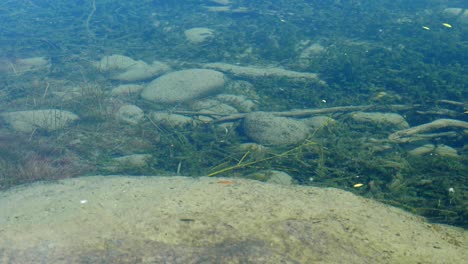 gentle feather delicately floating atop the serene lake surface, a tranquil and mesmerizing moment