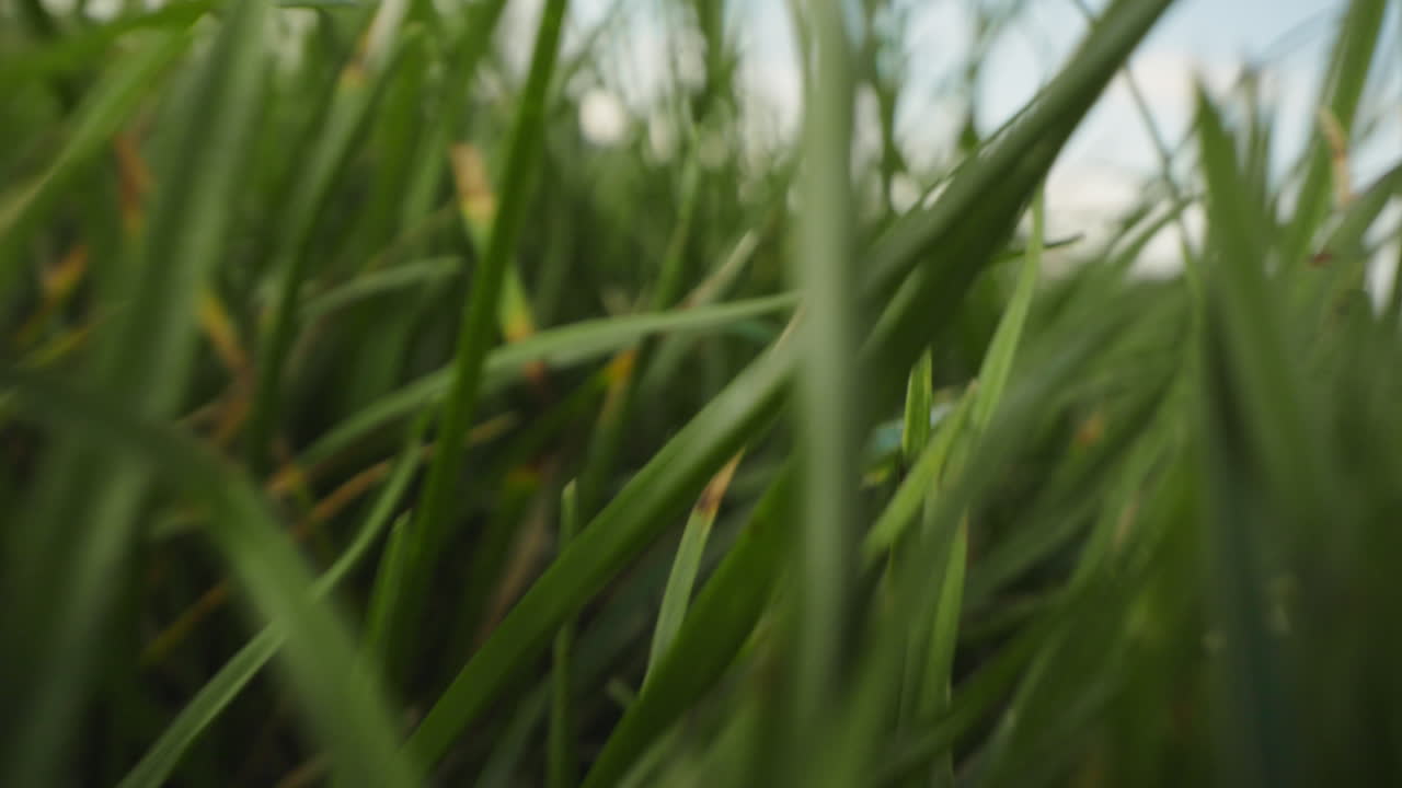 vista de cerca de la hierba verde