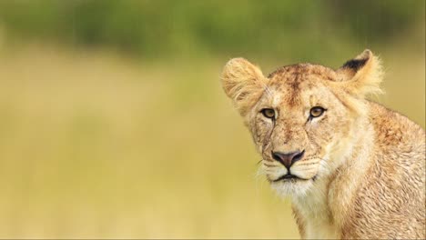 slow motion shot of close up portrait of female lion lioness head, big 5 five african wildlife in maasai mara national reserve, kenya, africa safari animals in masai mara north conservancy
