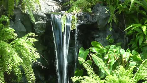 waterfall coming out from rock among fern plant