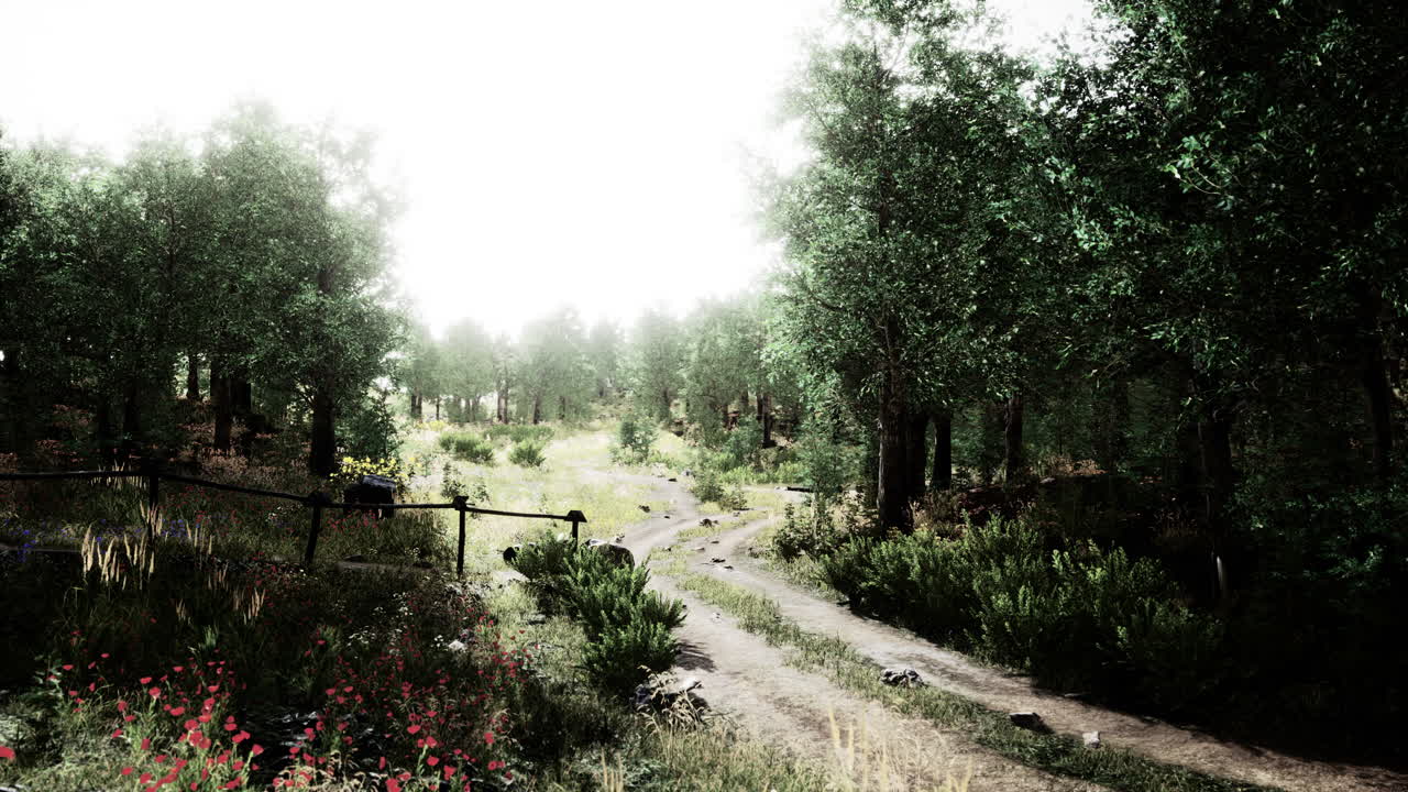 안개 가 많은 아침 에 낙 ⁇  숲 에 있는 시골 도로