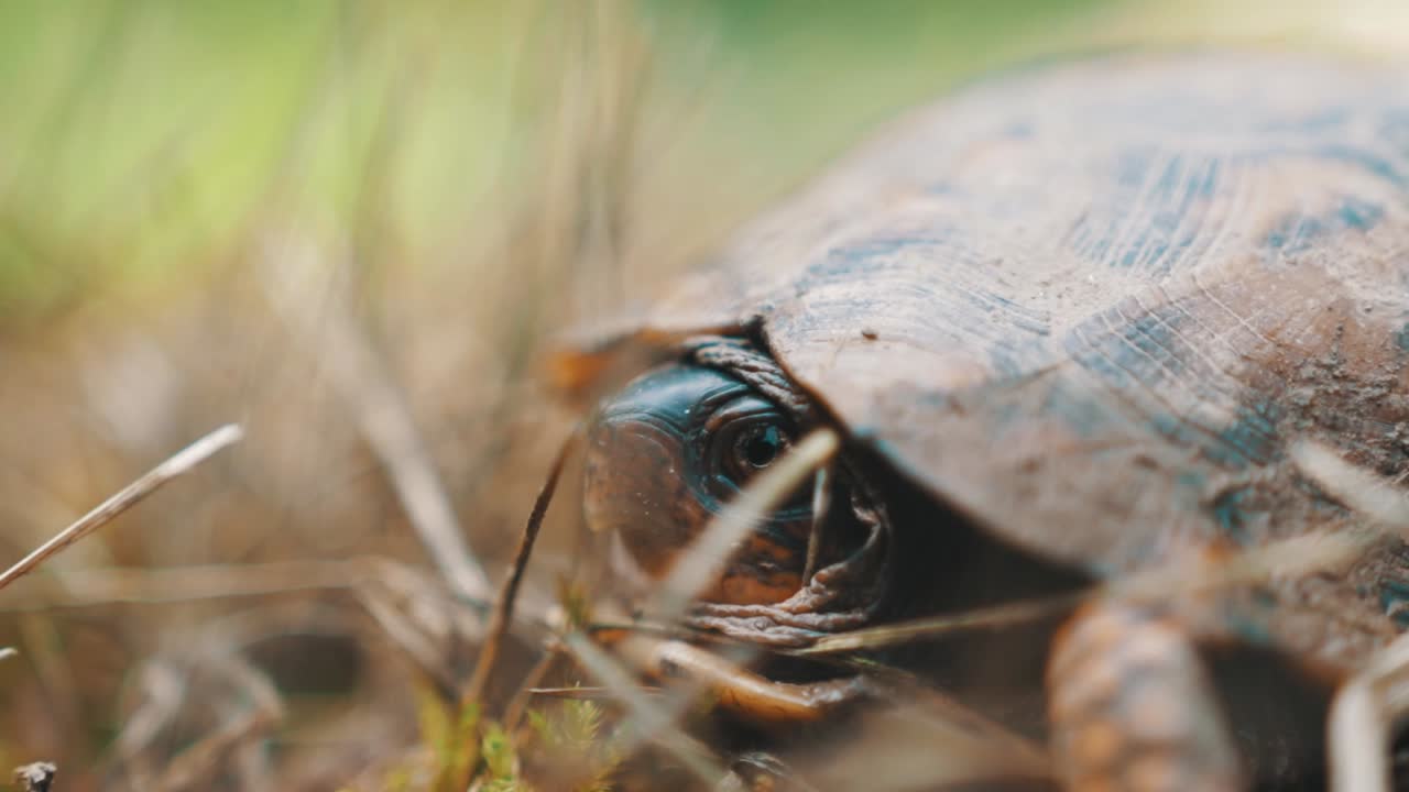 Adult Box Turtle Moving Eyes And Head Extreme Closeup Teal and Orange