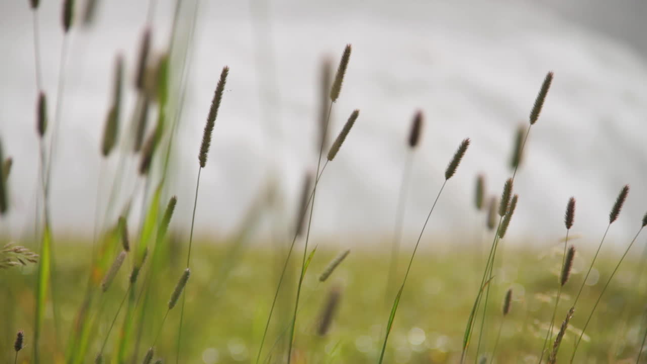 대낮에 전경에 꽃이 흐르는 아이슬란드 굴포스 폭포