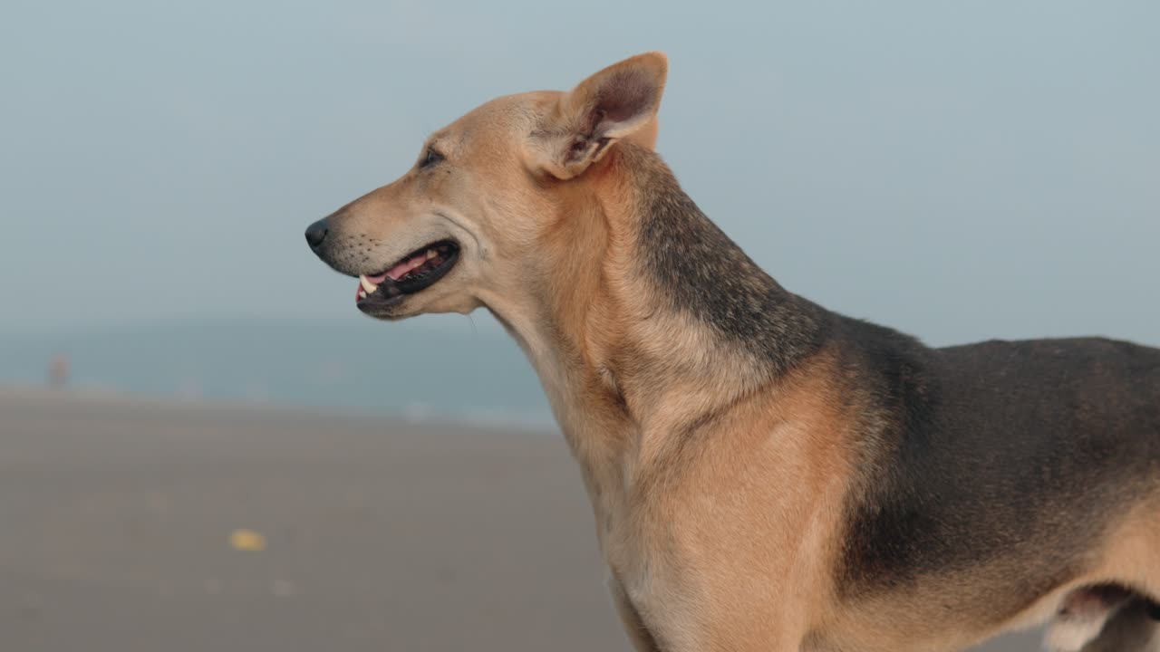 perro africano parpadeando ojos bostezando en una playa soleada, perro paria indio
