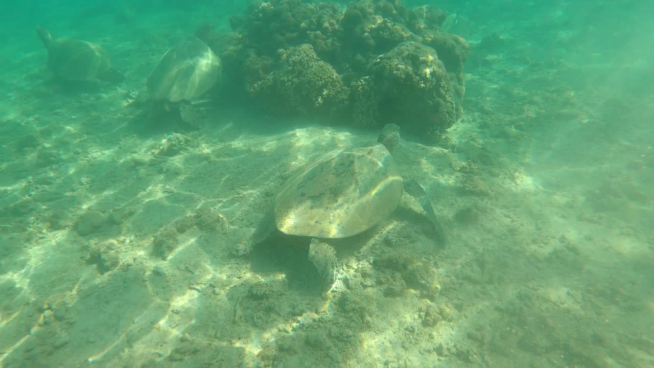 Voksen havskildpadde svømmer under vandet på Hawaii.