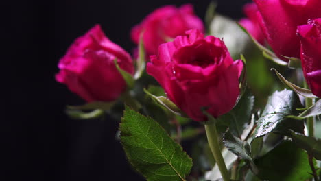 Rotierender-Strauß-Rosa-Rosen-Blüht-Mit-Nassen-Blütenblättern-Und-Blättern