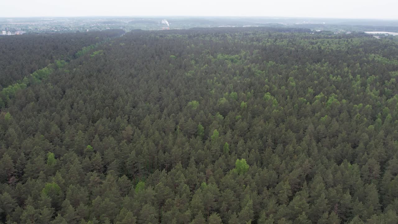Aerial view of trees on the outskirts of Vilnius during misty rain. The scene shows dense pine woodland fading into atmospheric haze, with soft light and cool tones creating a calm, moody landscape