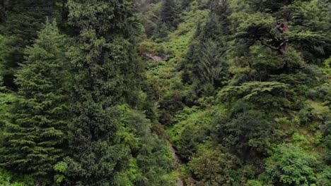 deodar forest manali himachal - the woods in the forest