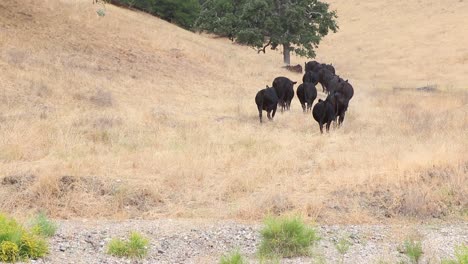 Rebaño-De-Ganado-Angus-Negro-Caminando-Por-Una-Curva-En-La-Colina