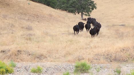 rebaño de ganado angus negro caminando por una curva en la colina