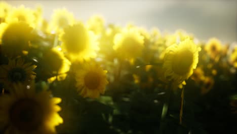 sunflower field on a warm summer evening
