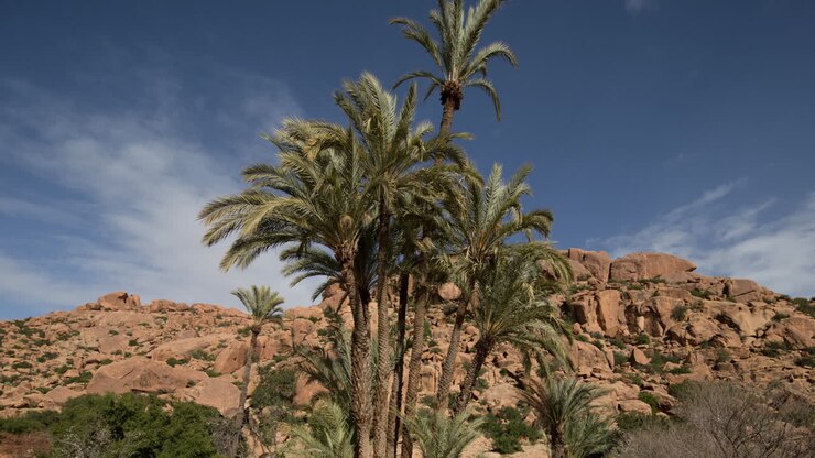Tafroute Palms 07