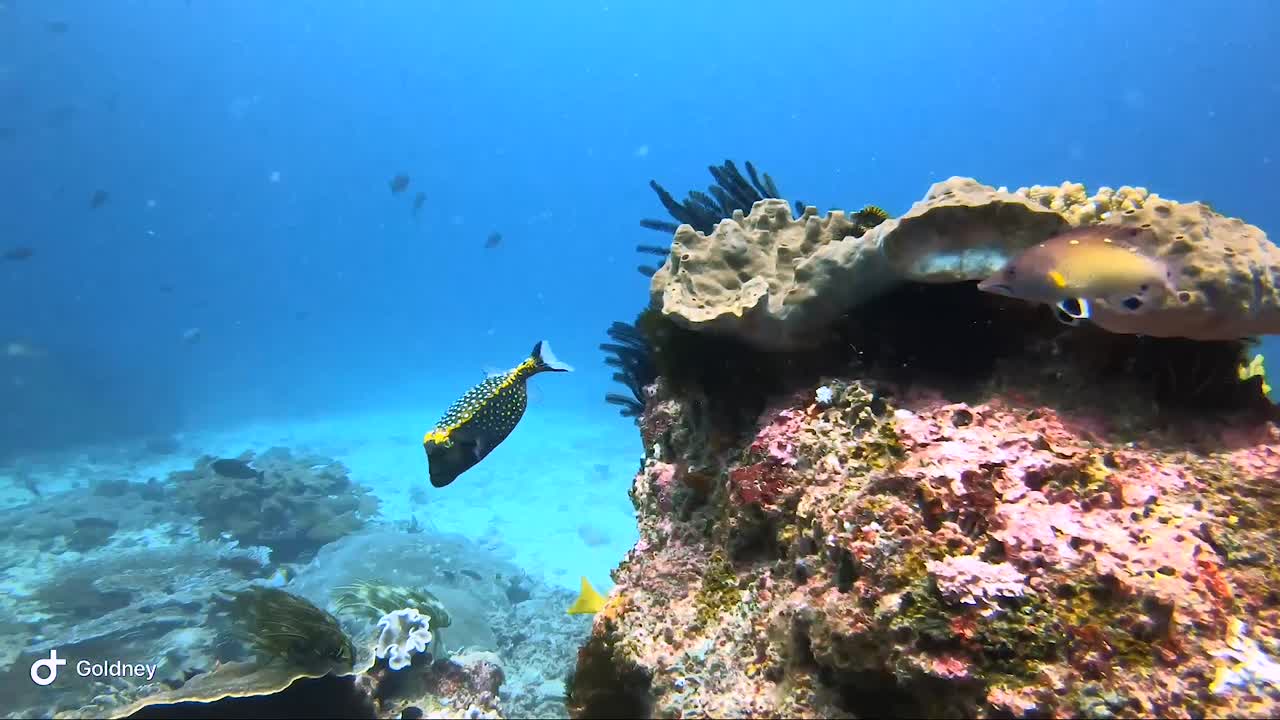 pez caja azul y amarillo actuando nervioso alrededor del arrecife de coral