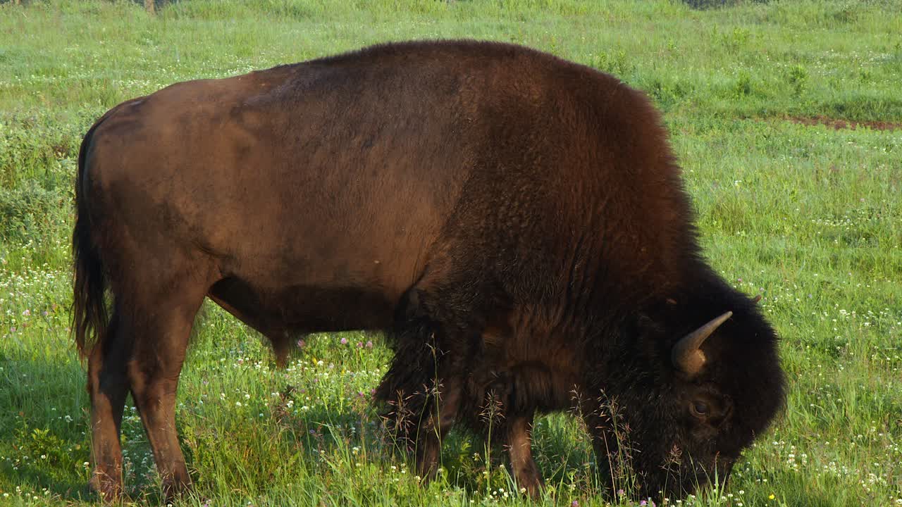 Close up profile of big male bison eating vivid green prairie grass