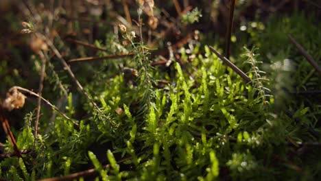 slow slider backwards shot of undergrowth in forest