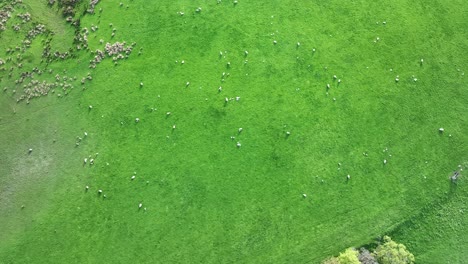 static aerial shot of a herd of sheep