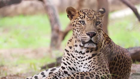 Close-up-of-Indian-Leopard-looking-at-camera,-wild-animal-close-up-looking-at-camera