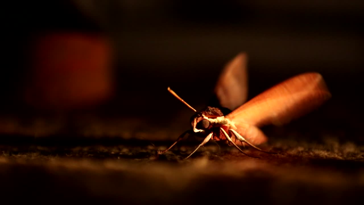 Moth in the night on Pitcairn.