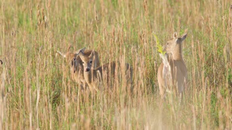 white-tailed-deer-siblings-play-fighting