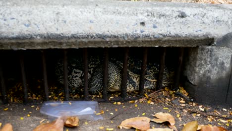 lagarto en las alcantarillas. tailandia, bangkok