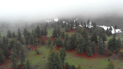 Aerial-Over-Grassland-View-Trees-At-Naltar-Valley-Floor