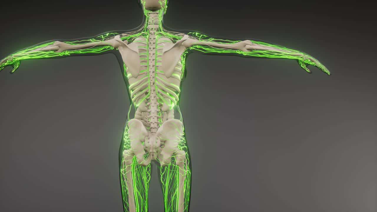 vasos sanguíneos del cuerpo humano