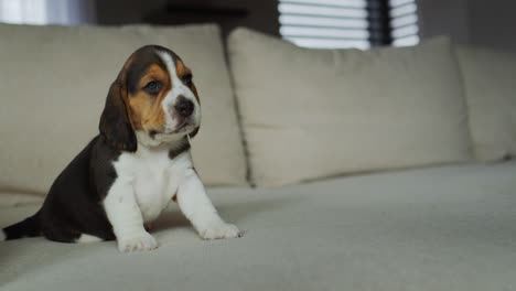 portrait of a cute beagle puppy. napping on the couch