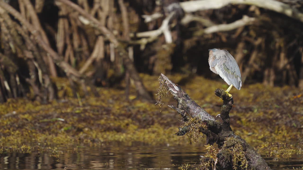 Green Heron Rubbing Head in Feathers on Mangrove Stump with Seaweed