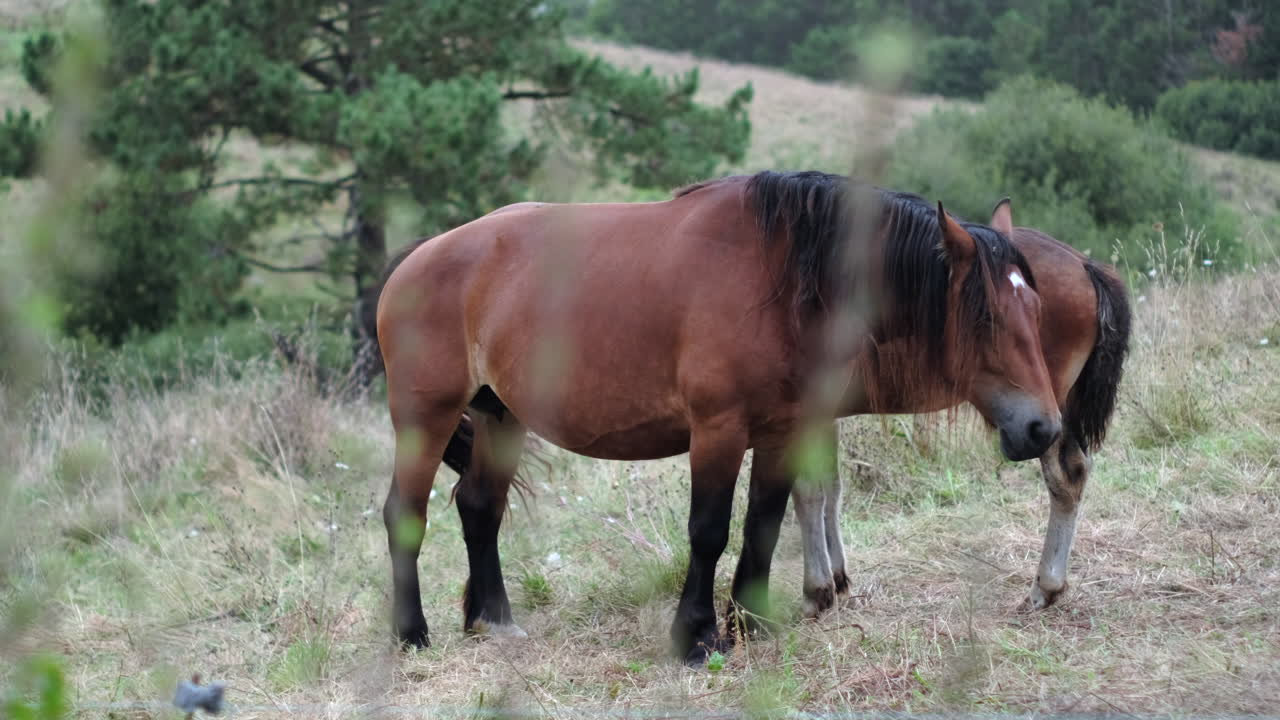 caballo salvaje entre la flora de la montaña: una escena de naturaleza tranquila