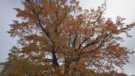 An-orbit-shot-of-a-mighty-oak-tree-against-the-blue-sky