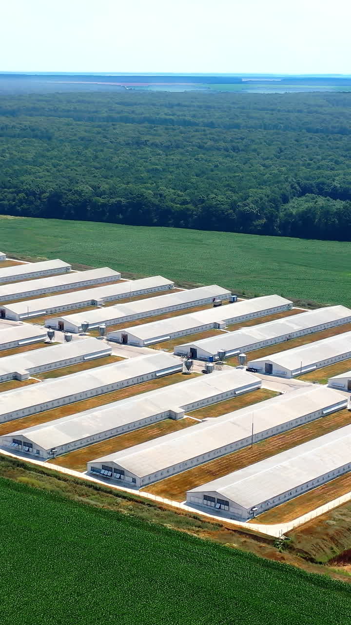 White farm buildings on field. Farming business territory near green field. Modern agriculture surrounded by beautiful summer nature at day time. Aerial view. Vertical video