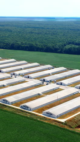 white farm buildings on field. farming business territory near green field. modern agriculture surrounded by beautiful summer nature at day time. aerial view. vertical video