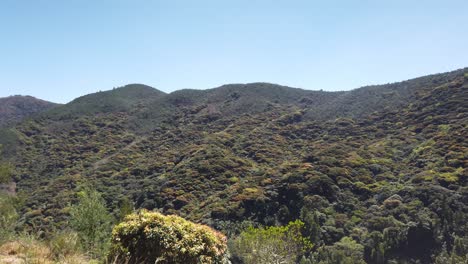 Pan-across-trees-from-road-at-Nilgiri-Biosphere-Reserve-in-mountains-outside-Ooty,-Tamil-Nadu,-India