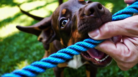 close-up of a playful puppy playing tug-of-war with a blue rope