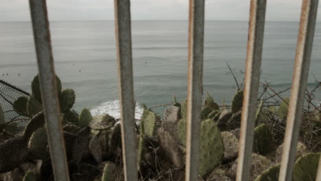 a view of surfers on the pacific ocean, with cacti in the foreground, through a fence on a vista point in encinitas, california