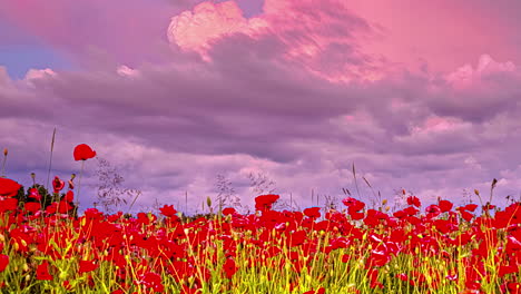 Un-Campo-De-Flores-De-Amapola-Rojas-Con-Un-Dramático-Paisaje-De-Nubes-Rosa-Arriba---Lapso-De-Tiempo-De-Puesta-De-Sol