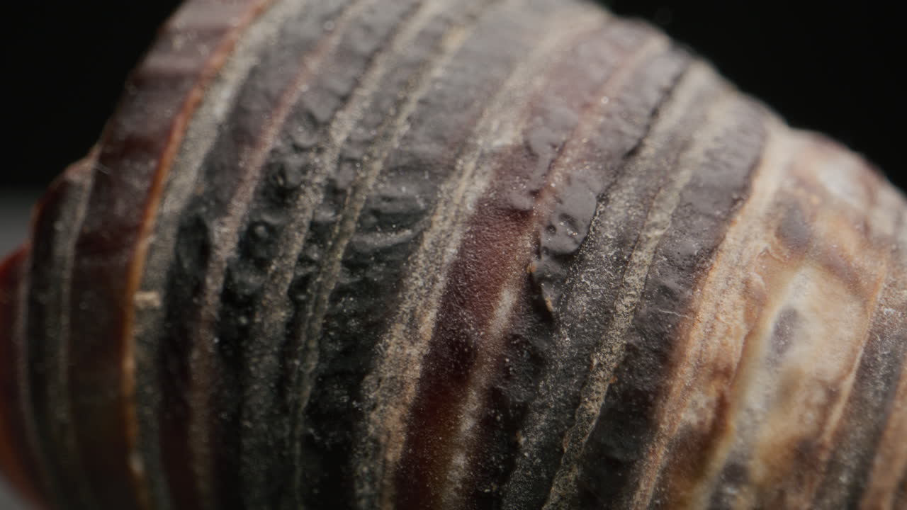 Close-up of a weathered seashell