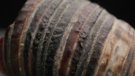 close-up of a weathered seashell