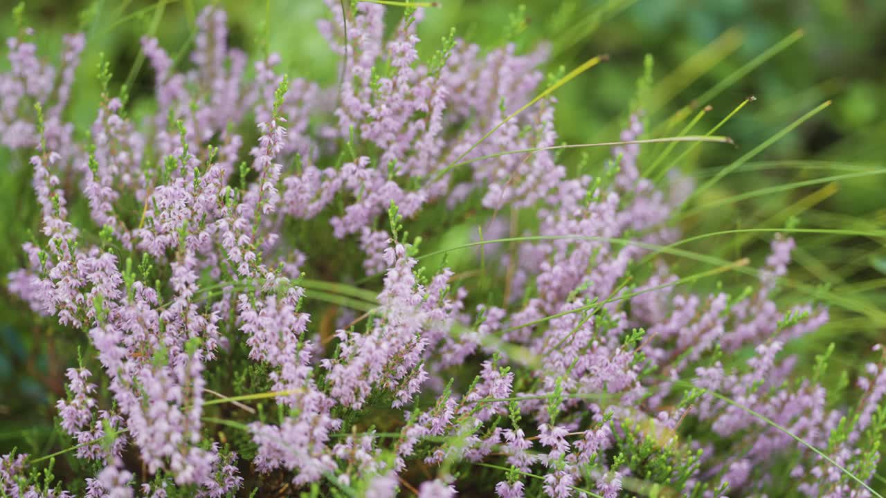un primer plano de las delicadas flores de brezo pálido