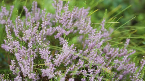 Un-Primer-Plano-De-Las-Delicadas-Flores-De-Brezo-Pálido