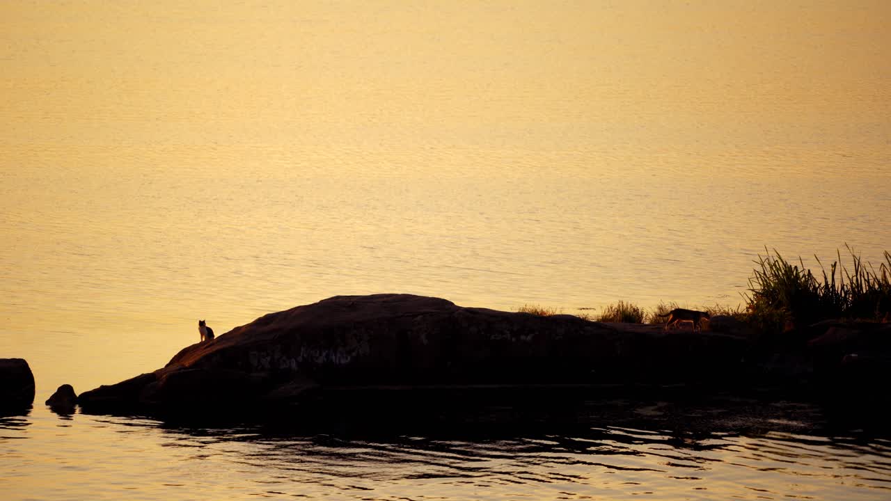 Cat on coast at sunset. View of silhouette of cat on coast dusring sunset